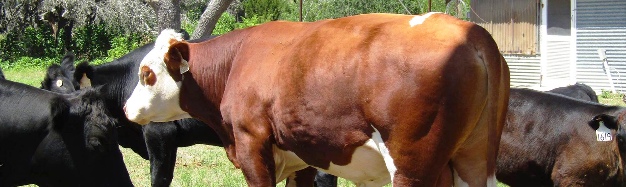 Group of cow