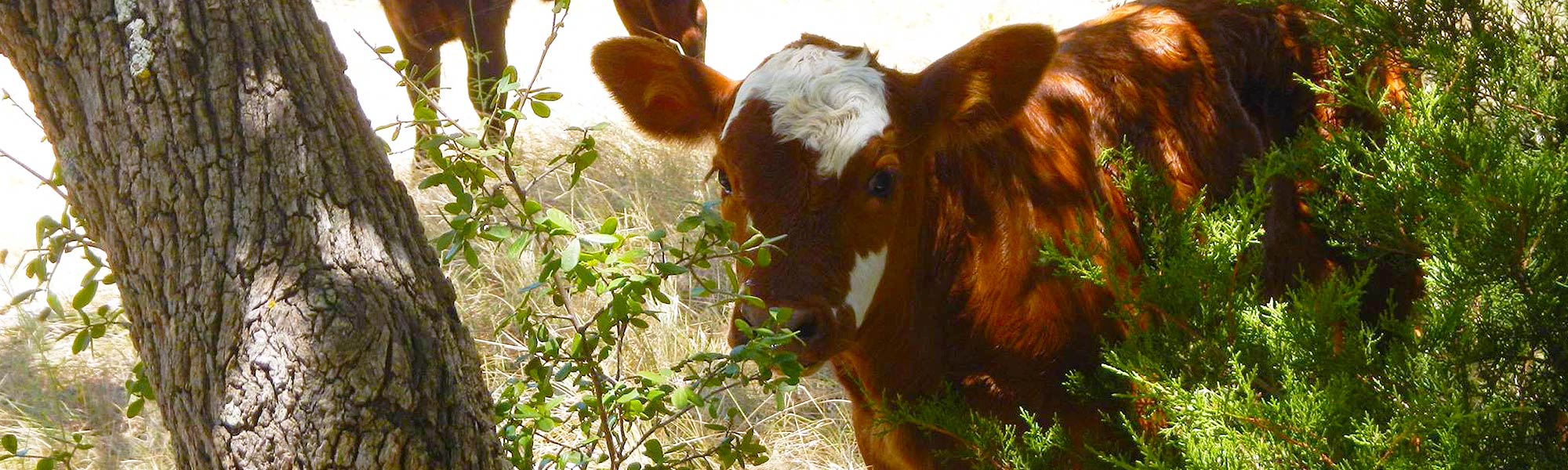 Cow eating